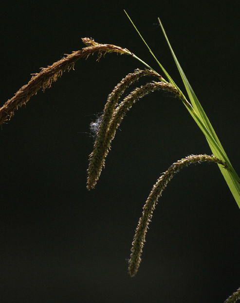 Carex sylvatica `Anitas Garten`